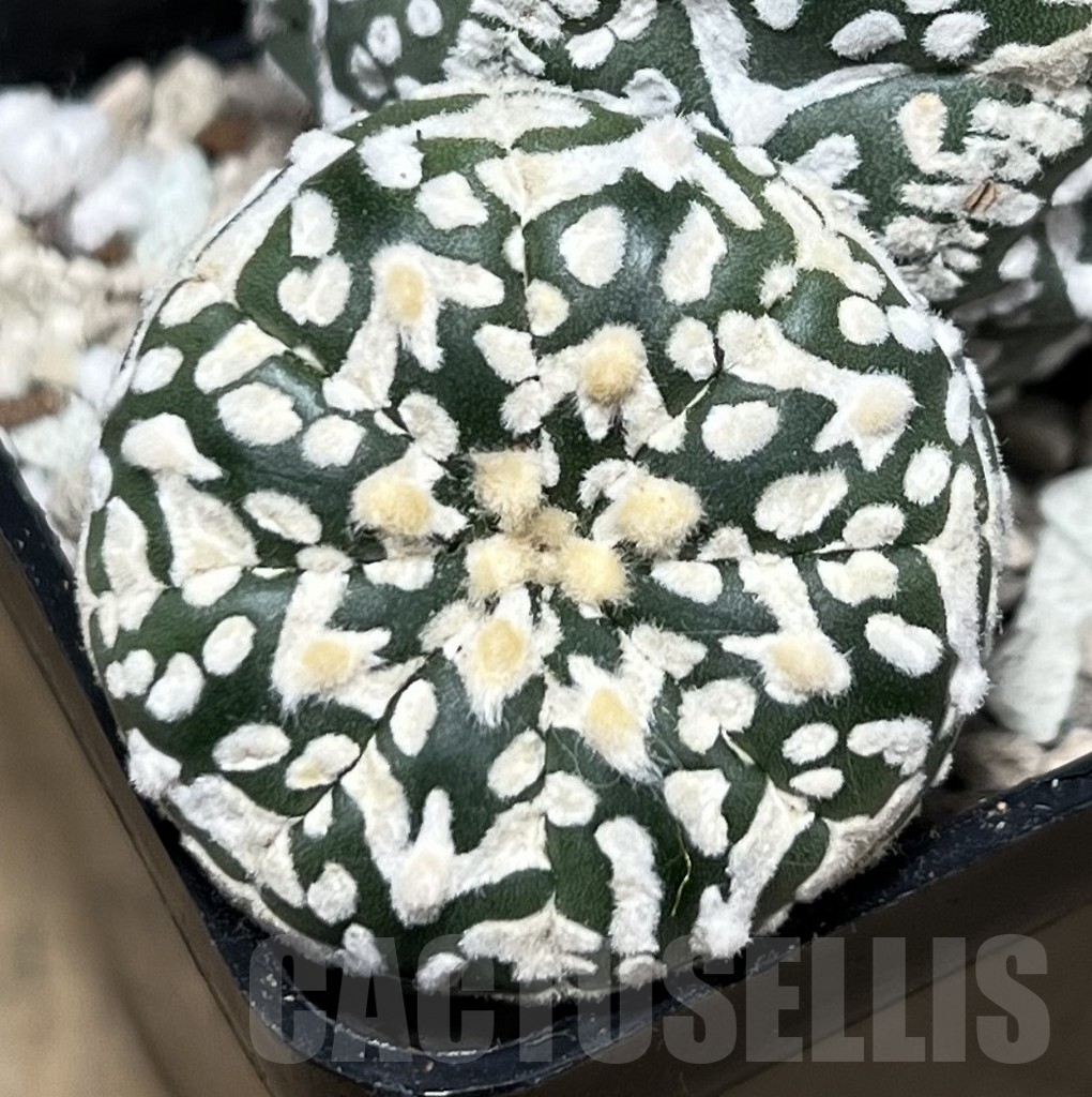 SHPR22099 Astrophytum asterias ‘Super Kabuto’ V-type - immagine 3