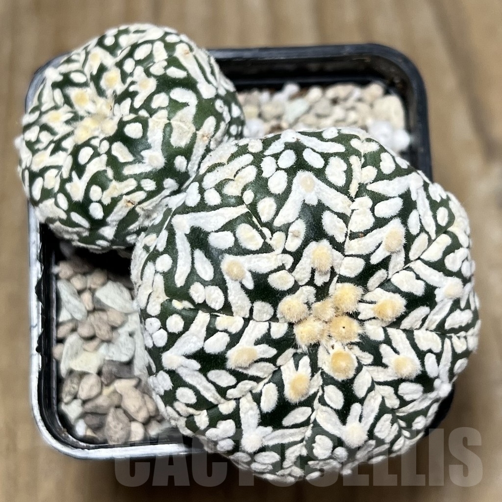 SHPR22099 Astrophytum asterias ‘Super Kabuto’ V-type - immagine 4
