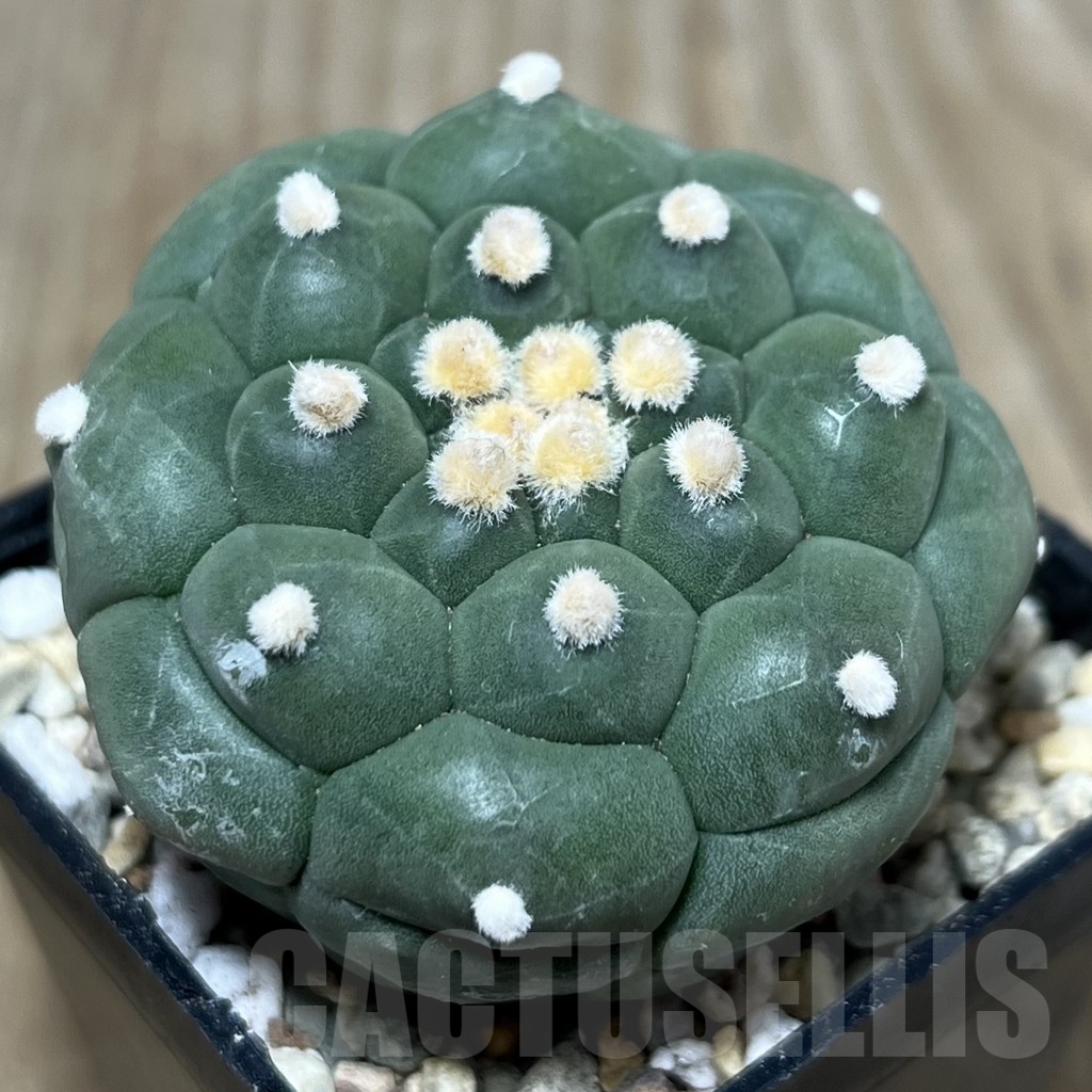 SHPR22101 Astrophytum asterias ‘Kikko’