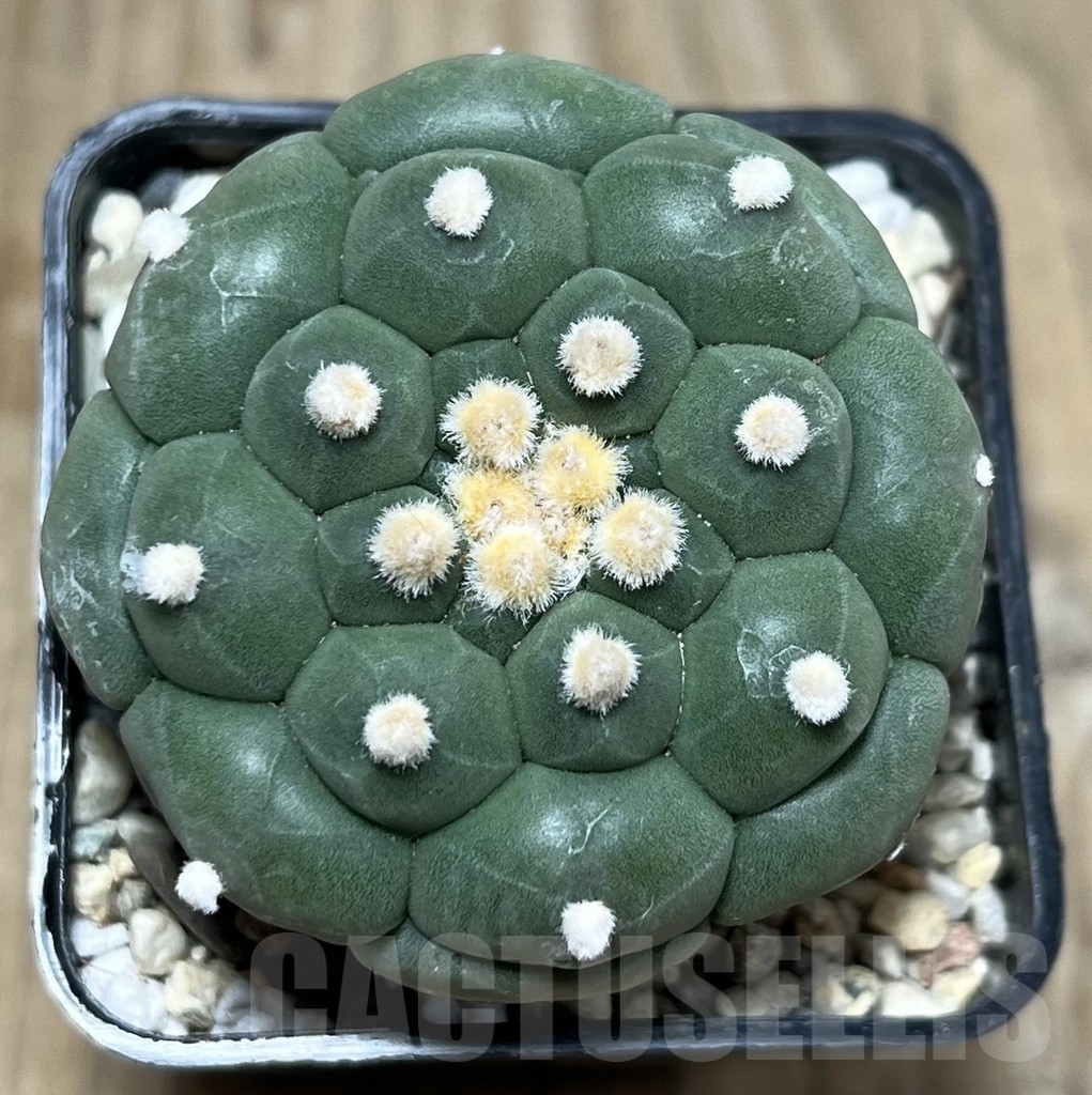 SHPR22101 Astrophytum asterias ‘Kikko’ - immagine 2