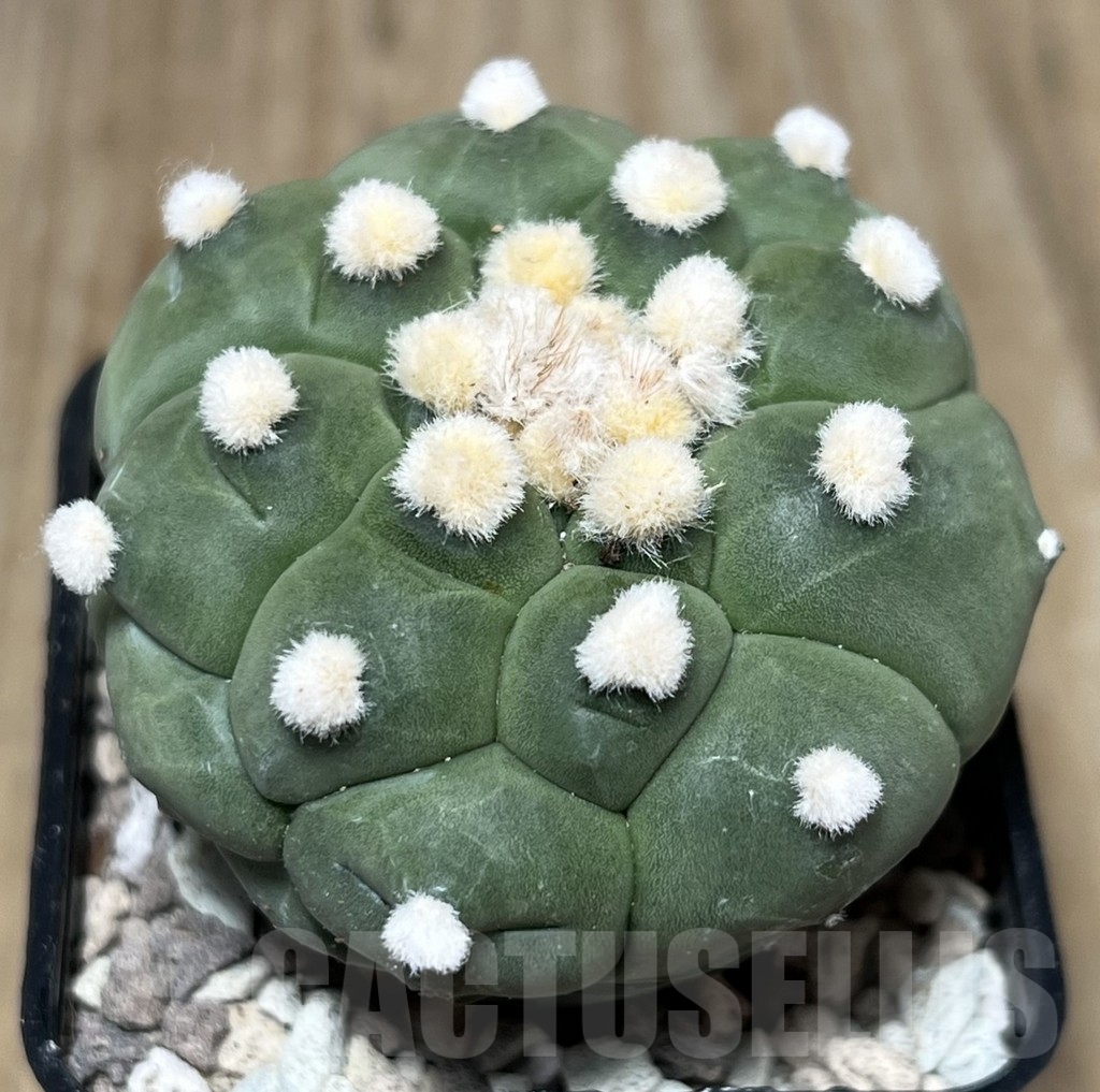 SHPR22102 Astrophytum asterias ‘Kikko’