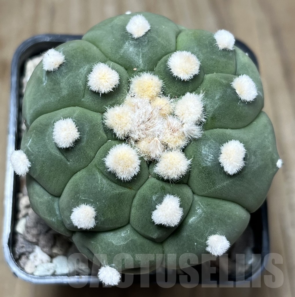SHPR22102 Astrophytum asterias ‘Kikko’ - immagine 2