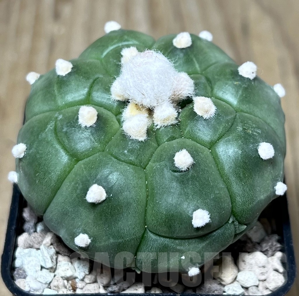 SHPR22105 Astrophytum asterias ‘Kikko’