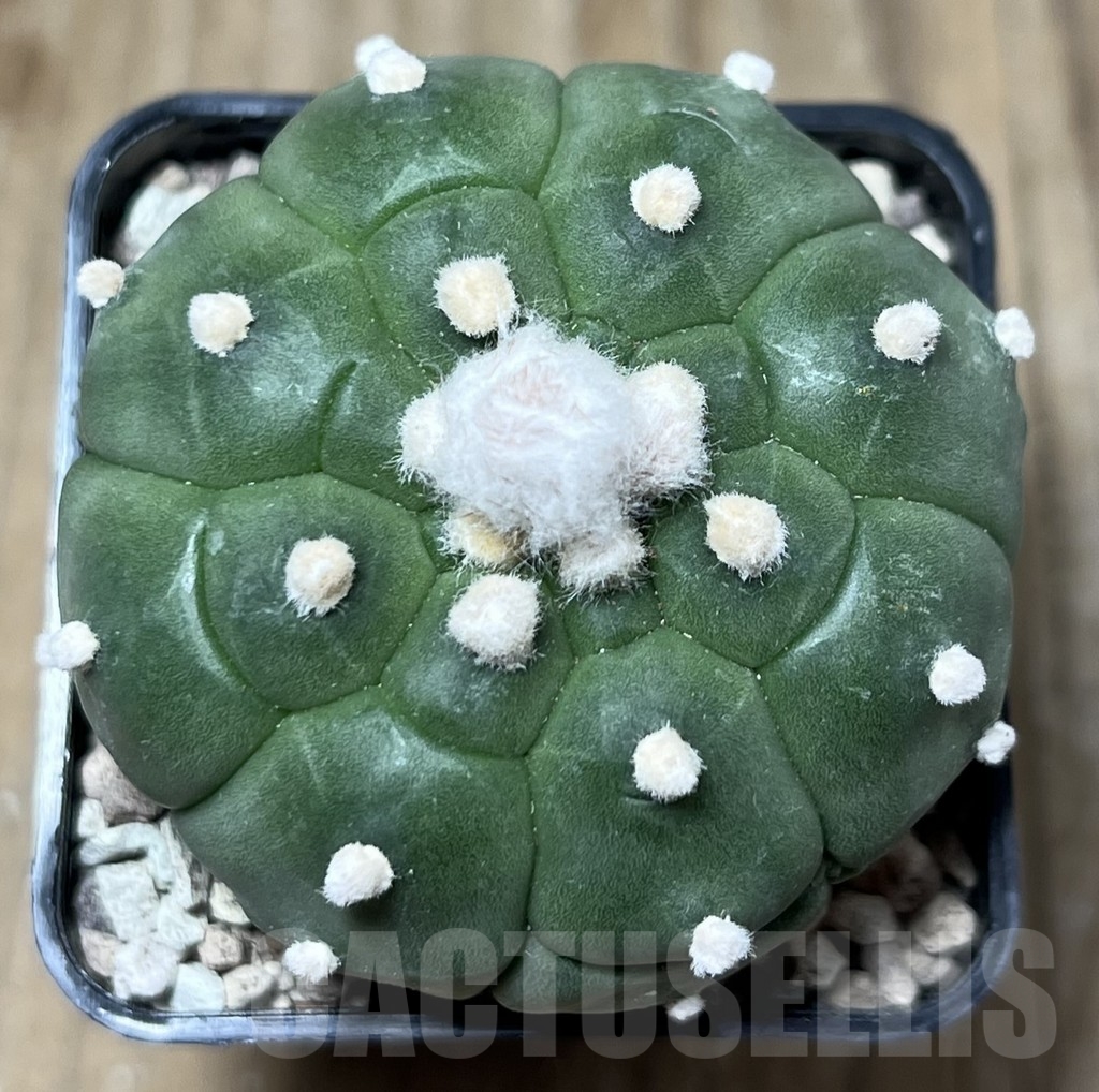 SHPR22105 Astrophytum asterias ‘Kikko’ – Bild 2