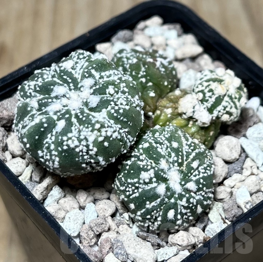 SHPR22106 Astrophytum asterias ‘Kikko Lizard Skin’