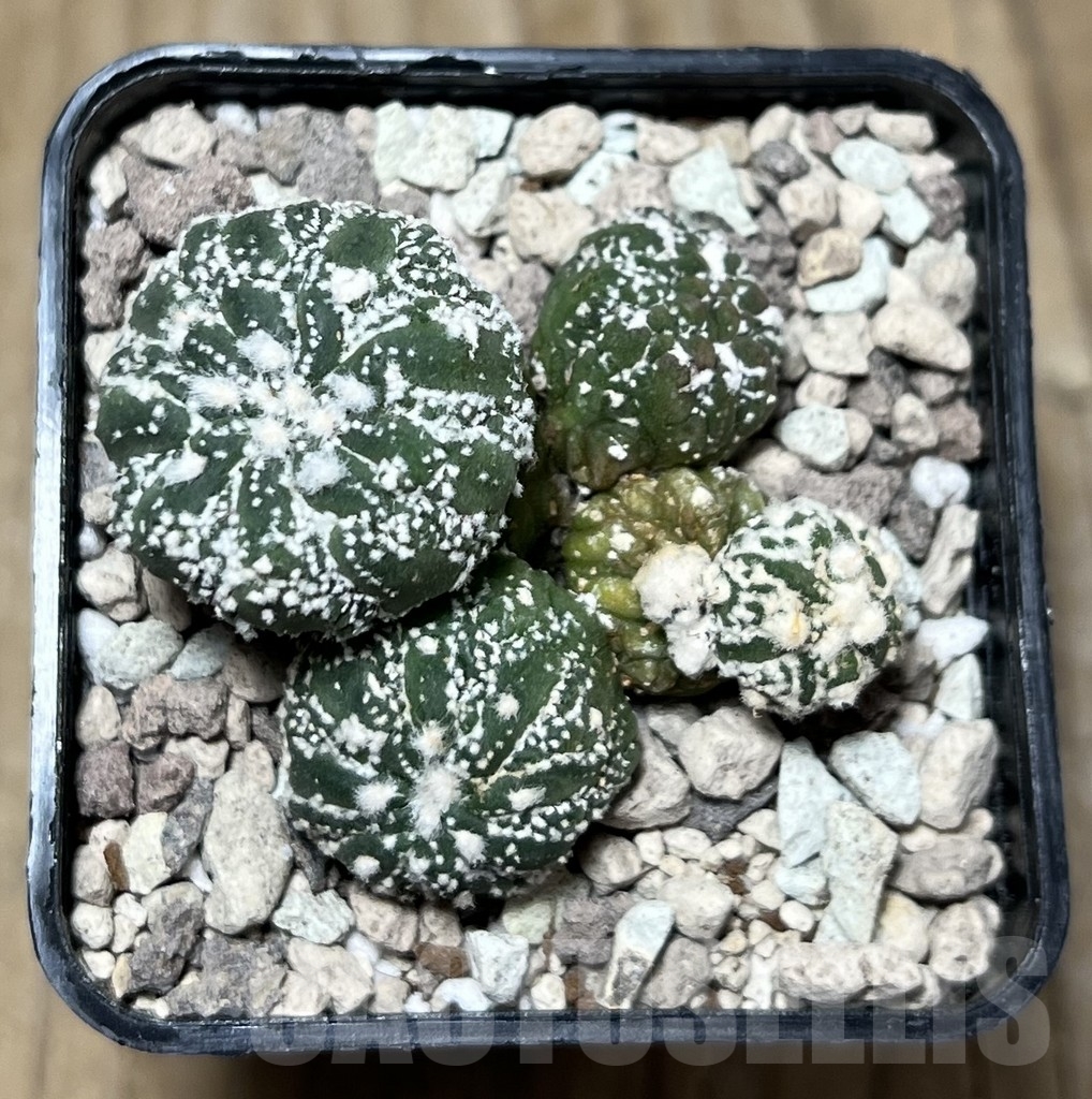 SHPR22106 Astrophytum asterias ‘Kikko Lizard Skin’ – Bild 2