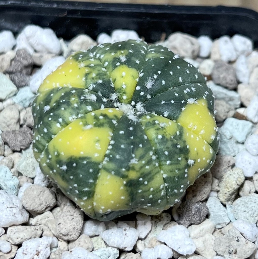 SHPR22118 Astrophytum asterias ‘Miracle’ f. variegata