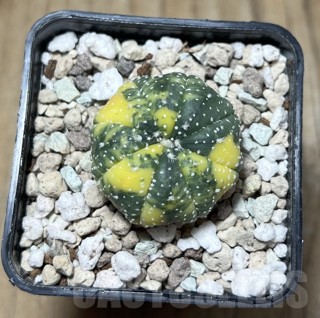 SHPR22118 Astrophytum asterias ‘Miracle’ f. variegata – Image 2