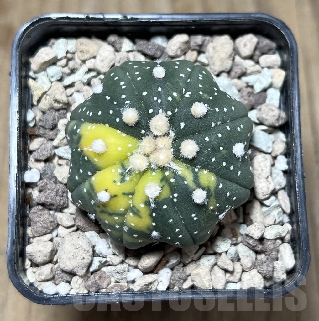 SHPR22121 Astrophytum asterias ‘Miracle’ f. variegata - immagine 2