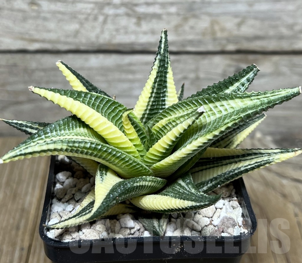 SHPR22133 Haworthia limifolia f. variegata