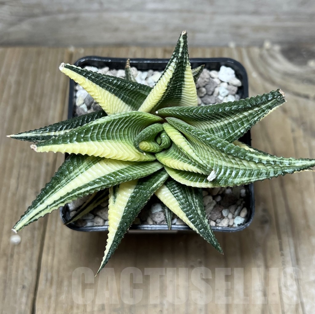 SHPR22133 Haworthia limifolia f. variegata - Imagen 2