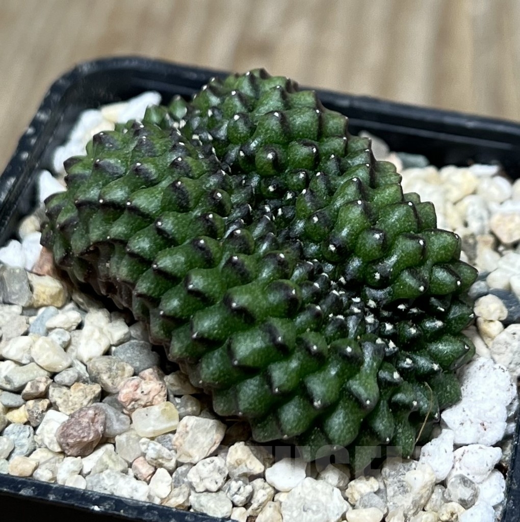 SHPR22137 Gymnocalycium mihanovichii ‘inermis’ f. cristata, seedling