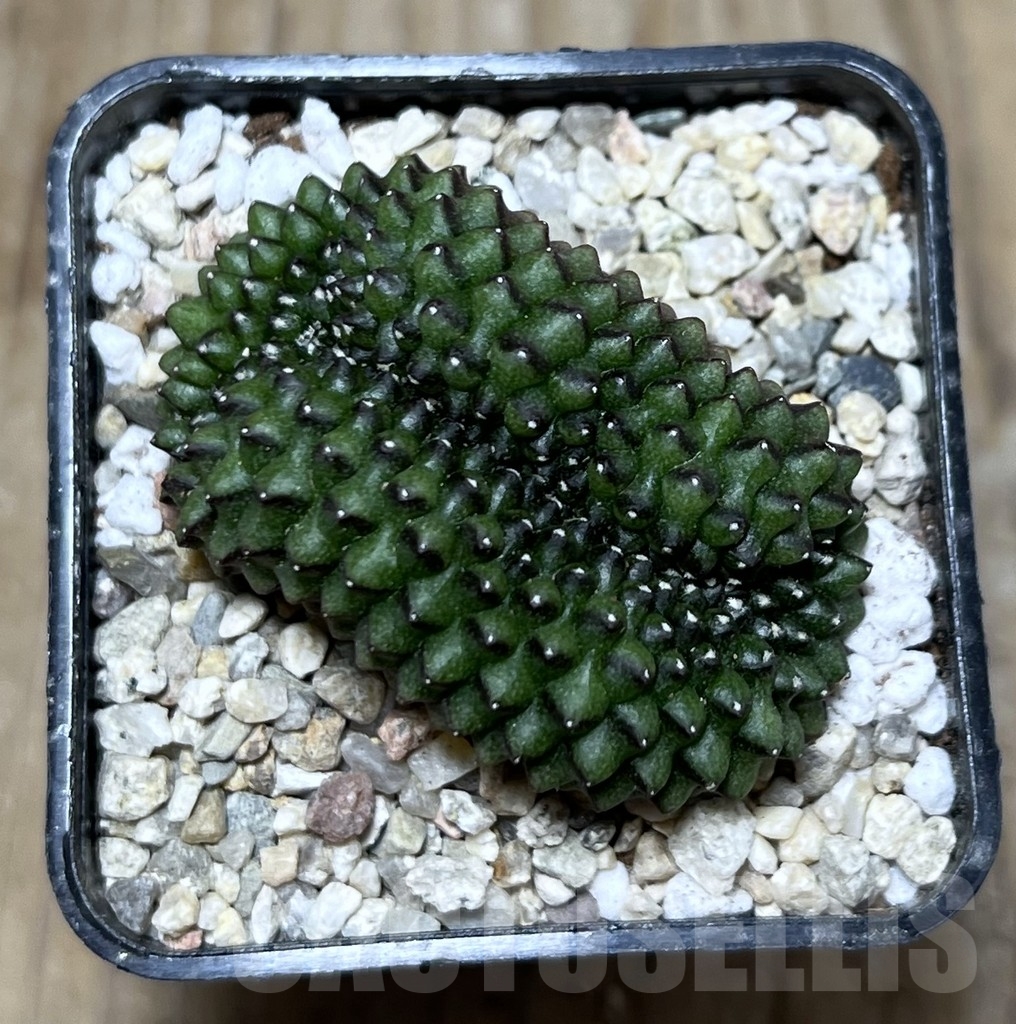 SHPR22137 Gymnocalycium mihanovichii ‘inermis’ f. cristata, seedling - 画像 (2)