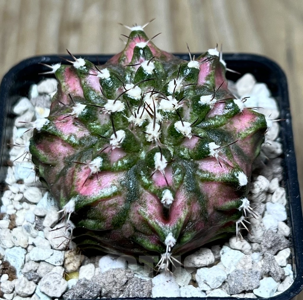 SHPR22139 Gymnocalycium mihanovichii ‘T-lux’, seedling