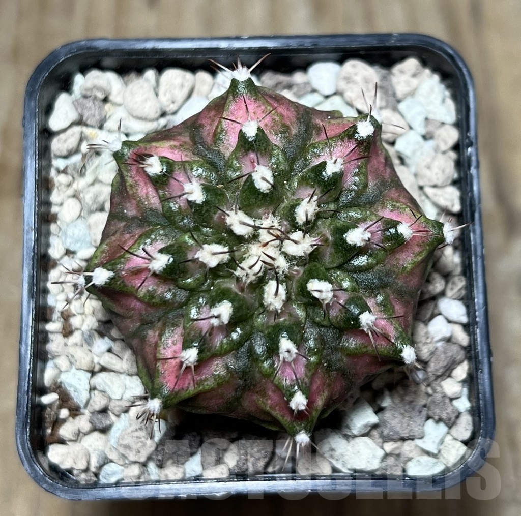 SHPR22139 Gymnocalycium mihanovichii ‘T-lux’, seedling - Image 2