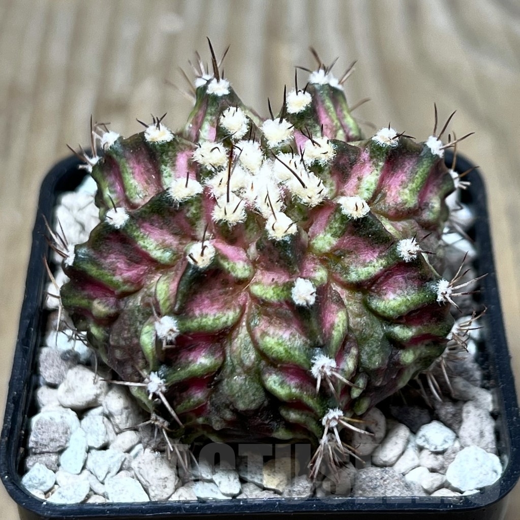 SHPR22141 Gymnocalycium mihanovichii ‘T-lux’, seedling