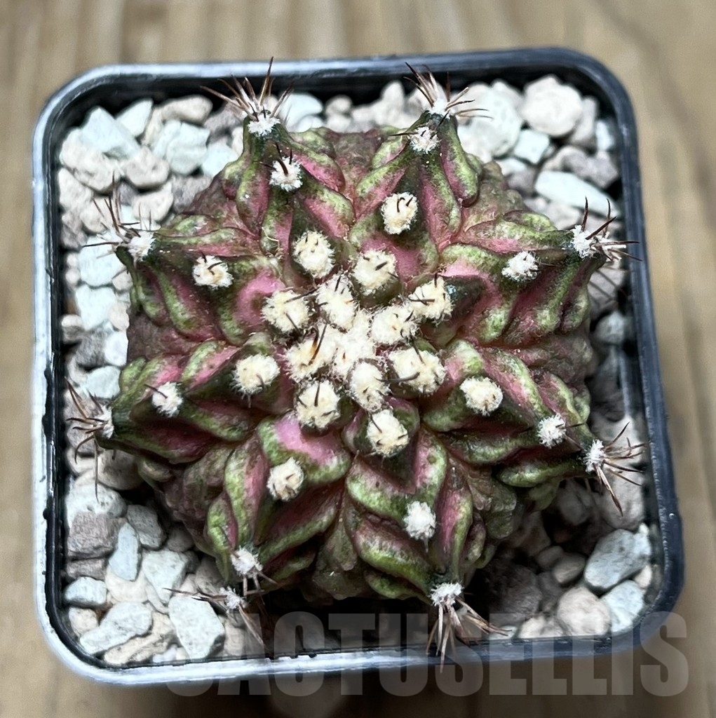 SHPR22141 Gymnocalycium mihanovichii ‘T-lux’, seedling - Image 2