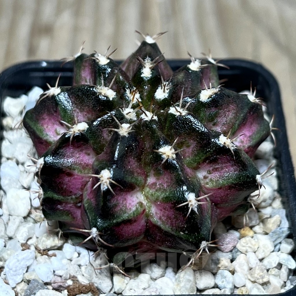 SHPR22142 Gymnocalycium mihanovichii ‘T-lux’, seedling