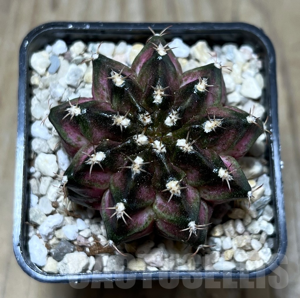 SHPR22142 Gymnocalycium mihanovichii ‘T-lux’, seedling - Image 2