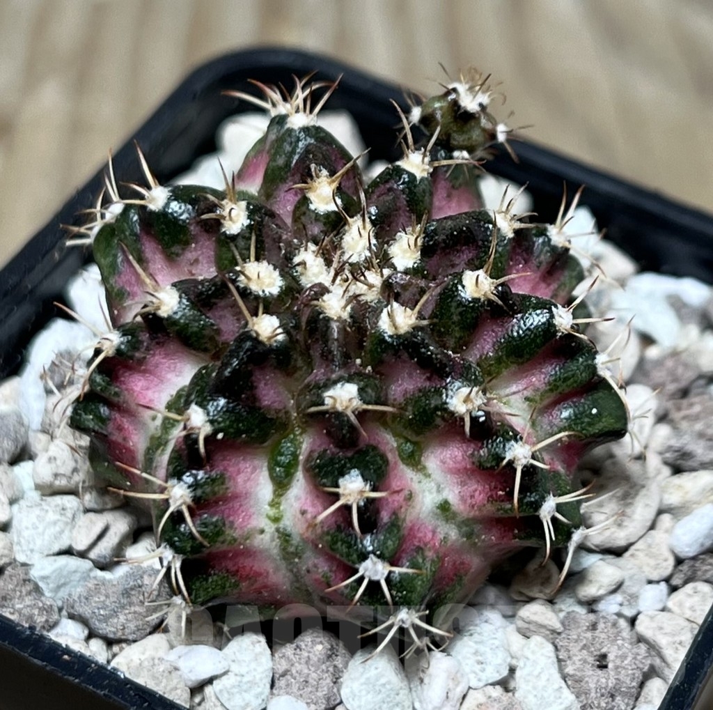 SHPR22143 Gymnocalycium mihanovichii ‘T-lux’, seedling