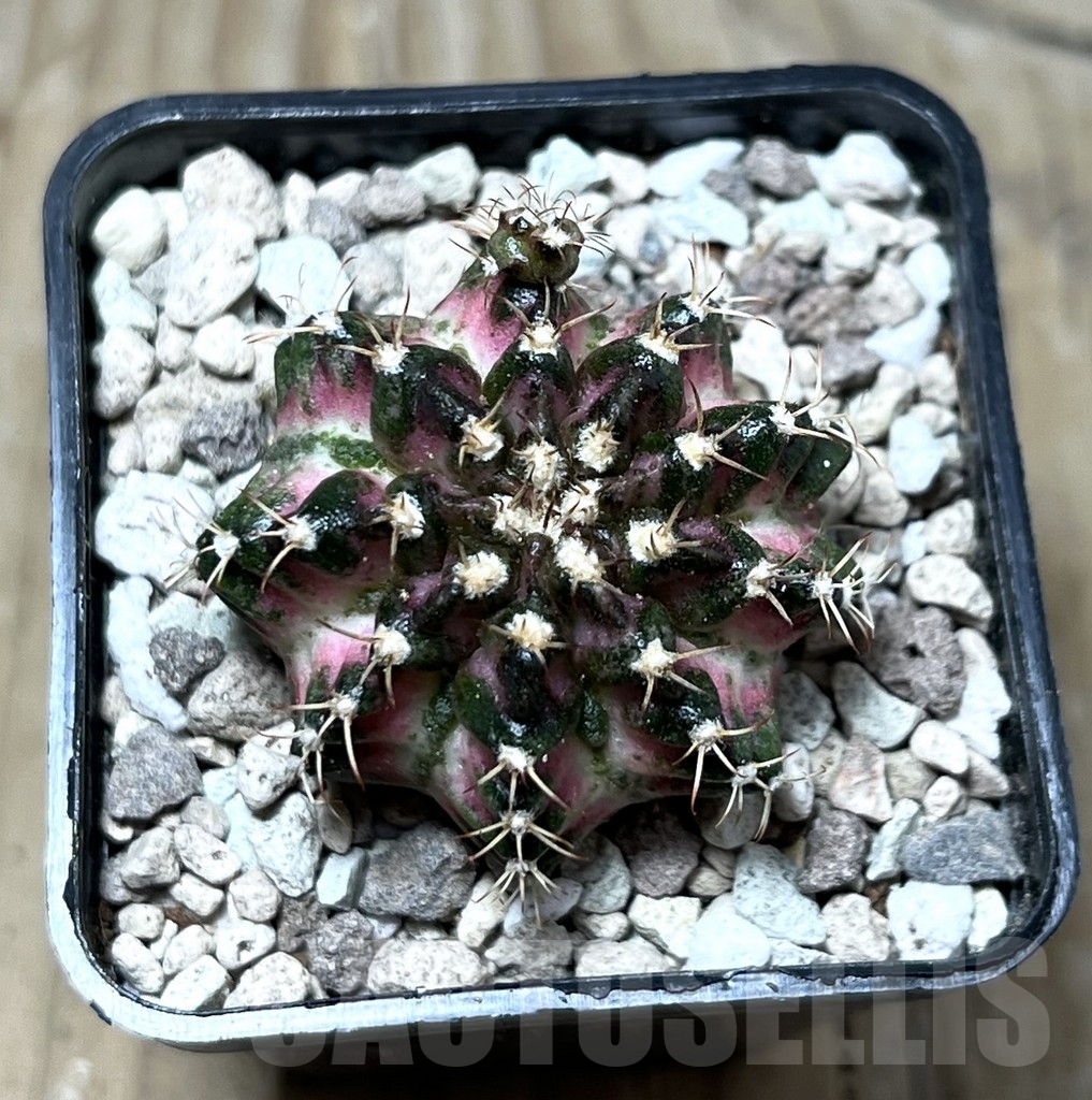 SHPR22143 Gymnocalycium mihanovichii ‘T-lux’, seedling - Image 2