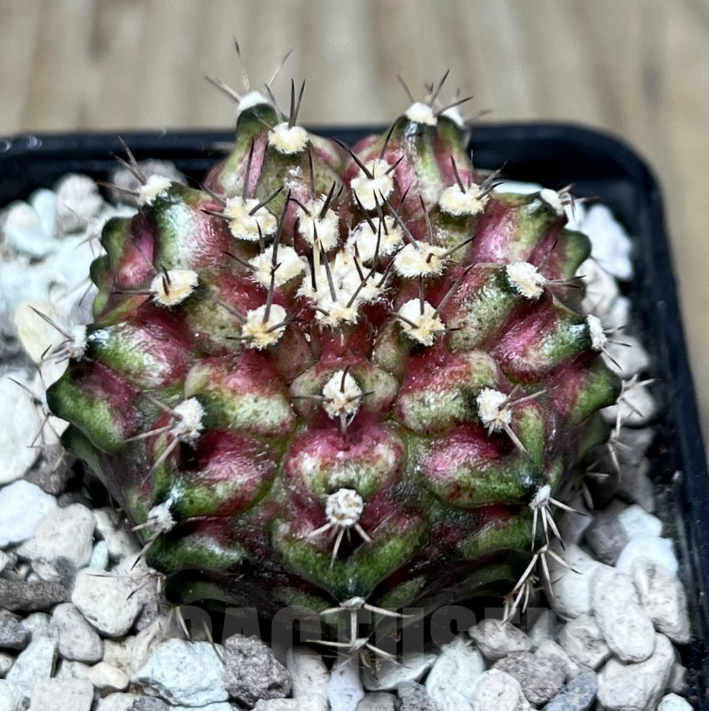 SHPR22144 Gymnocalycium mihanovichii ‘T-lux’, seedling