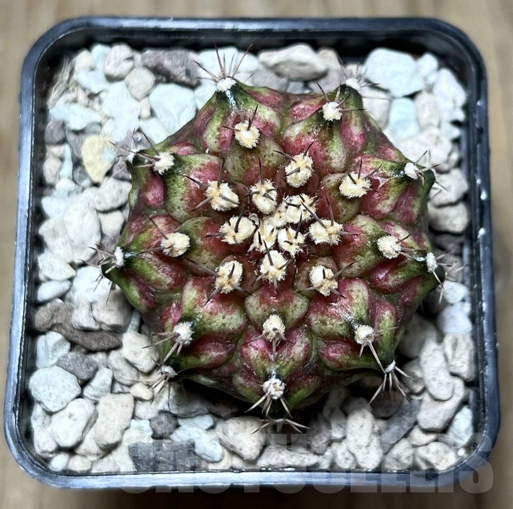 SHPR22144 Gymnocalycium mihanovichii ‘T-lux’, seedling - Image 2