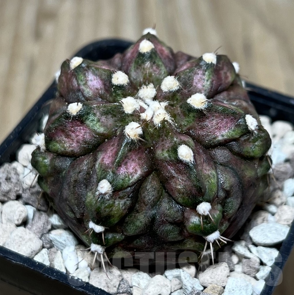 SHPR22148 Gymnocalycium mihanovichii ‘T-rex’