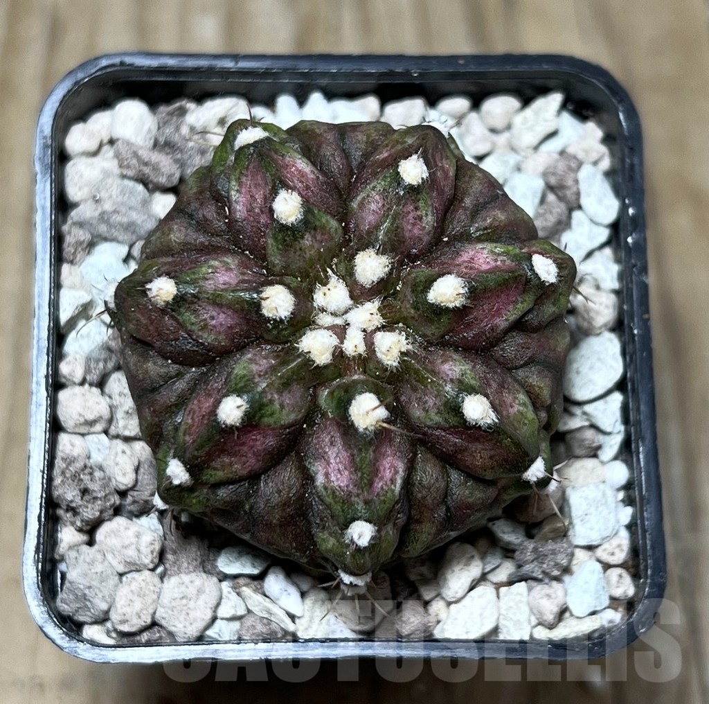 SHPR22148 Gymnocalycium mihanovichii ‘T-rex’ - Image 2