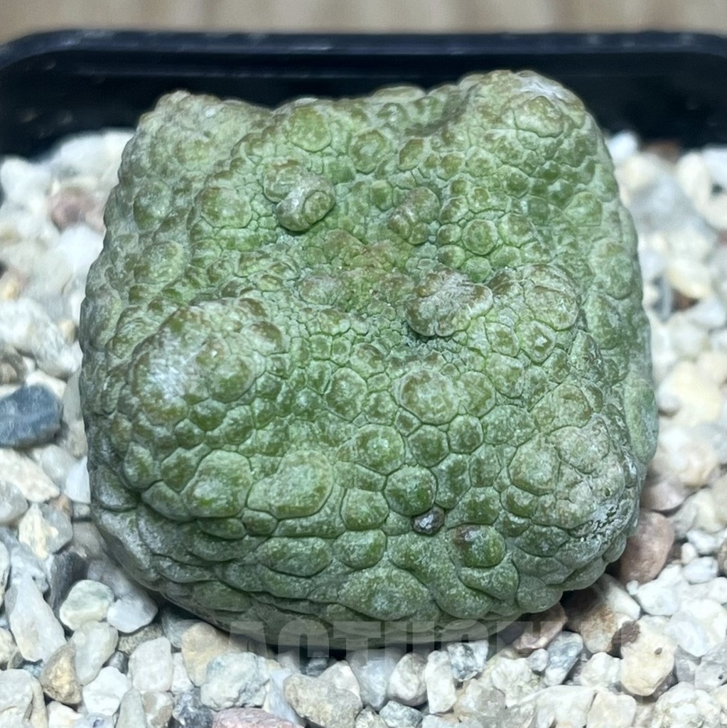 SHPR22175 Pseudolithos cubiformis