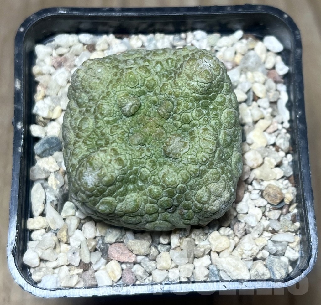 SHPR22175 Pseudolithos cubiformis - Зображення 2