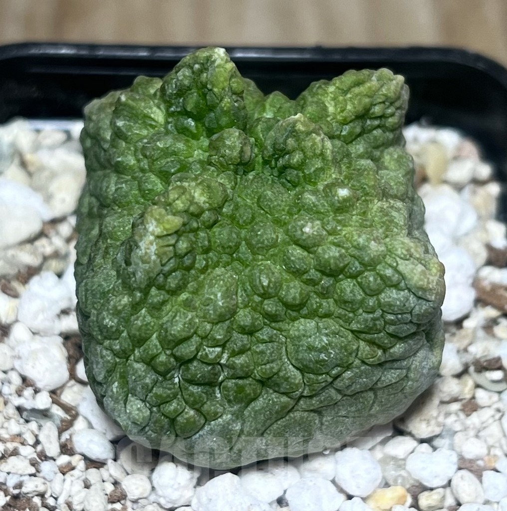 SHPR22178 Pseudolithos cubiformis