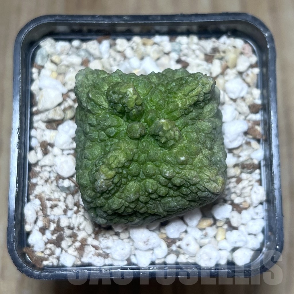 SHPR22178 Pseudolithos cubiformis - Image 2