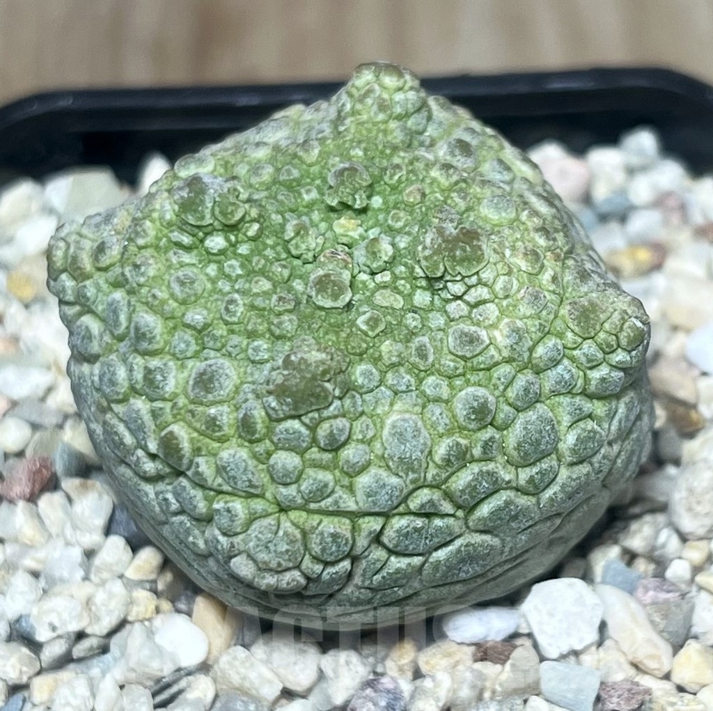 SHPR22179 Pseudolithos cubiformis