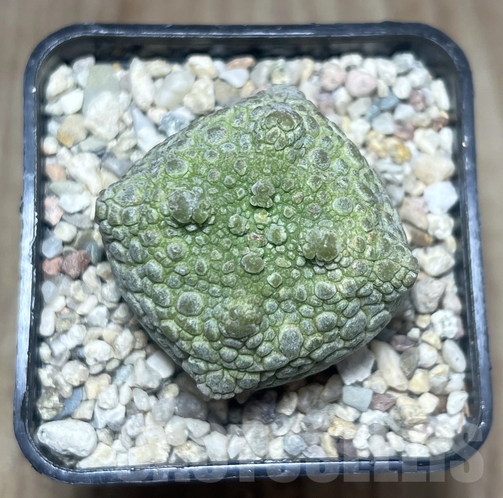SHPR22179 Pseudolithos cubiformis - Image 2