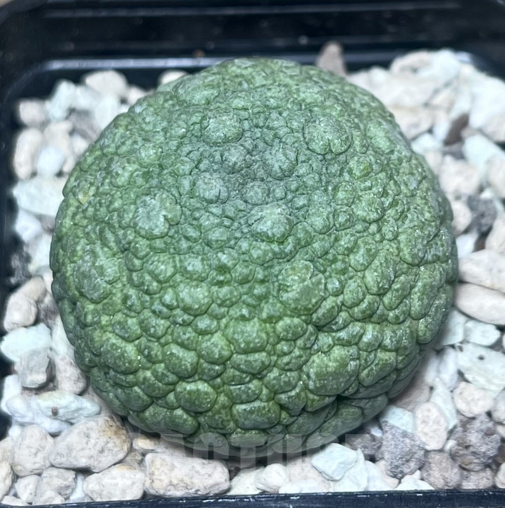 SHPR22180 Pseudolithos migiurtinus