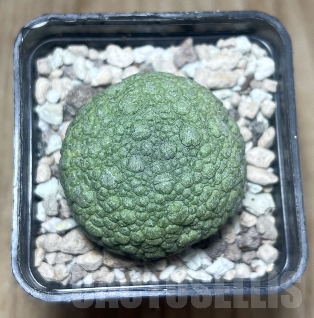SHPR22180 Pseudolithos migiurtinus - Image 2