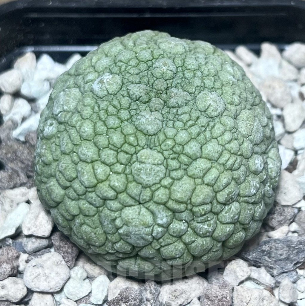 SHPR22181 Pseudolithos migiurtinus