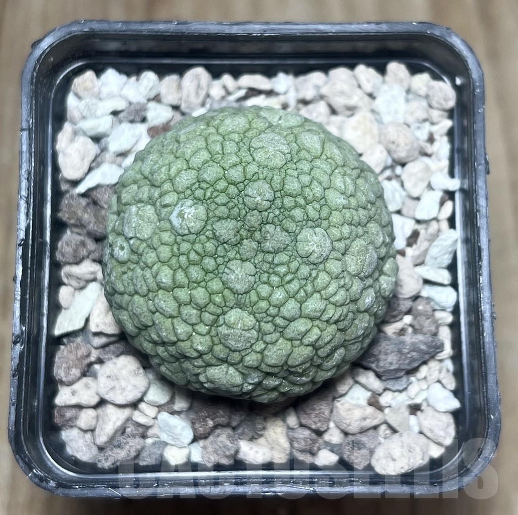 SHPR22181 Pseudolithos migiurtinus - Image 2