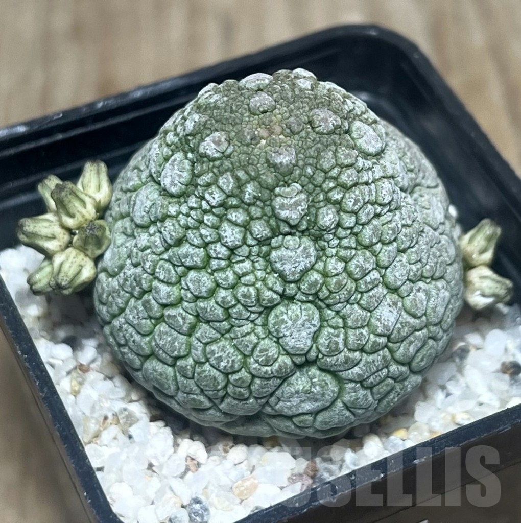 SHPR22182 Pseudolithos migiurtinus