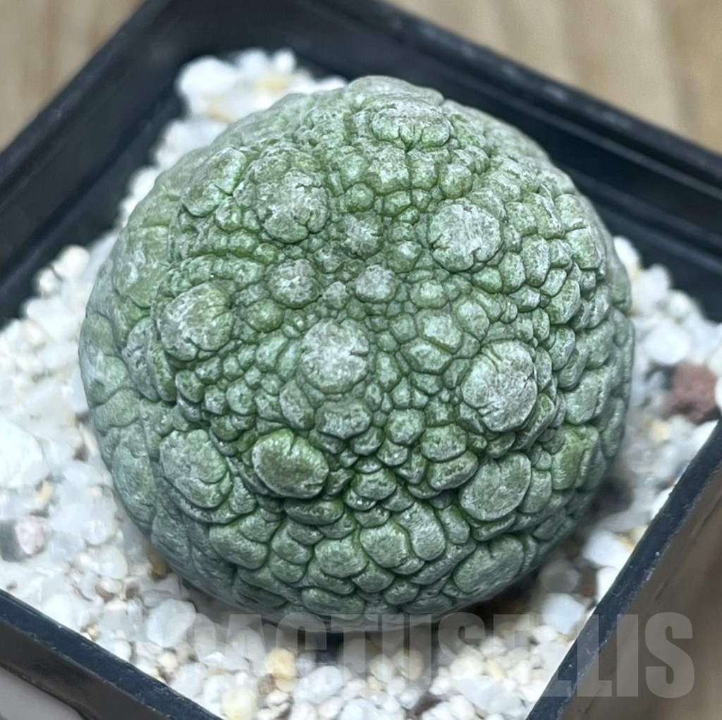 SHPR22183 Pseudolithos migiurtinus