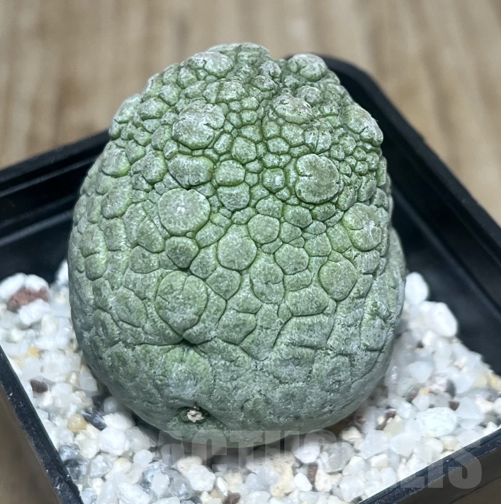 SHPR22183 Pseudolithos migiurtinus – Image 2