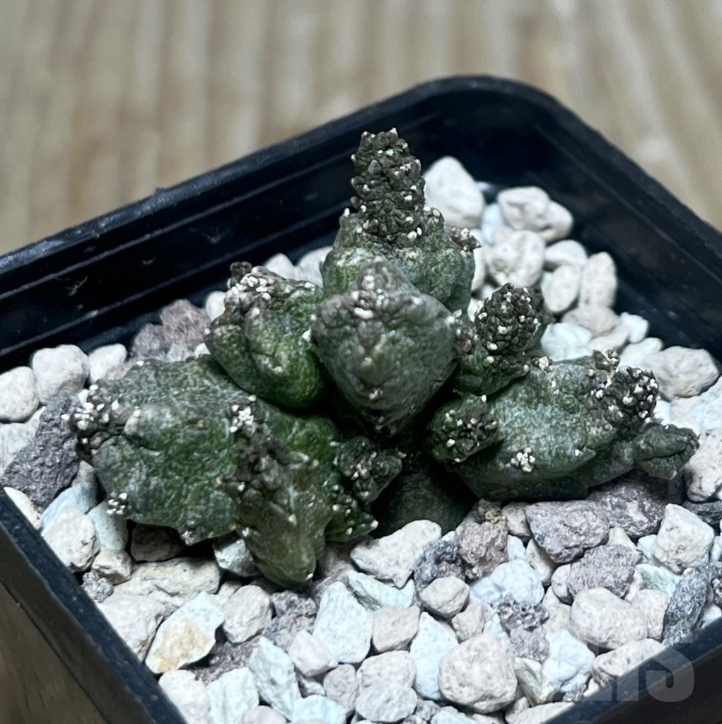 SHPR22189 Pseudolithos mccoyi