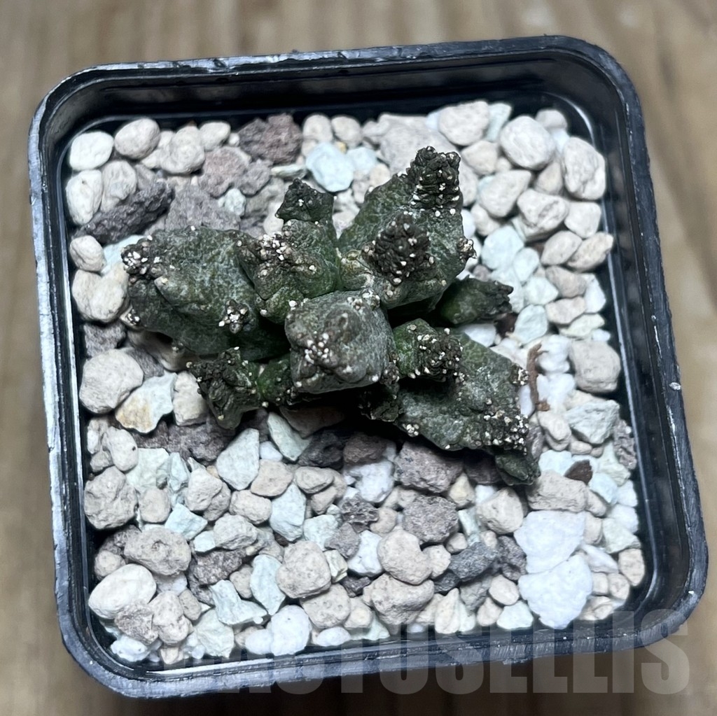 SHPR22189 Pseudolithos mccoyi – Image 2
