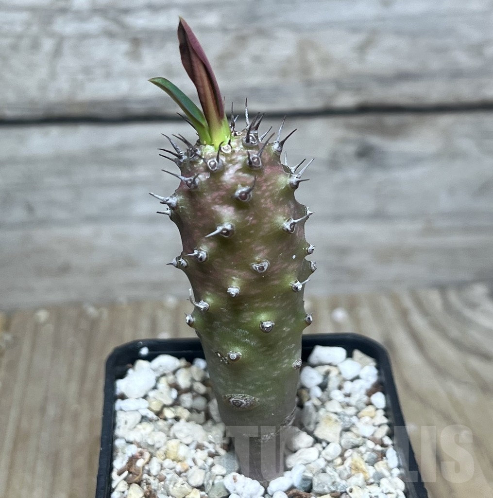 SHPR22191 Euphorbia pachypodioides