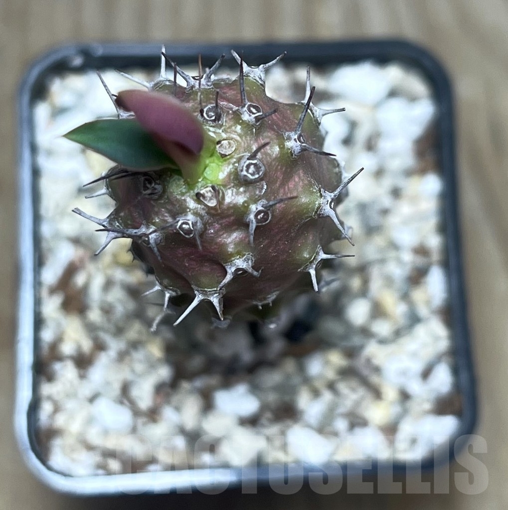 SHPR22191 Euphorbia pachypodioides - Image 2