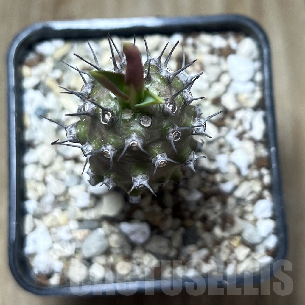 SHPR22192 Euphorbia pachypodioides - Image 2