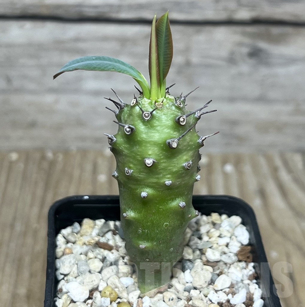 SHPR22194 Euphorbia pachypodioides