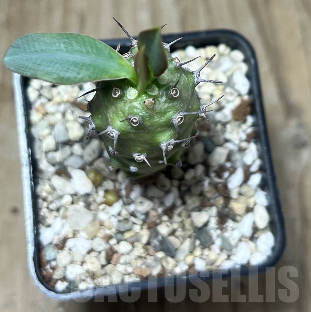 SHPR22194 Euphorbia pachypodioides - Image 2