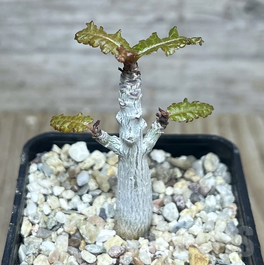 SHPR22195 Boswellia nana